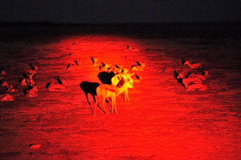 Chutes Victoria: safari nocturne et dîner à trois plats