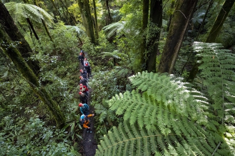 Tour de tirolesa de 3 horas en el bosque de Rotorua