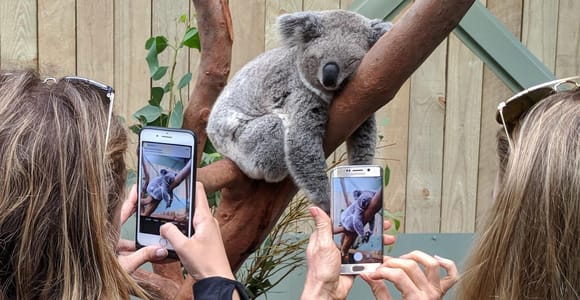Sydney: Wildnis, Wasserfälle und Wein Kleingruppentour