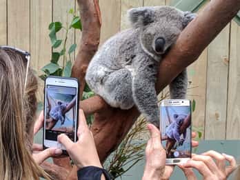 Sydney: Tour per piccoli gruppi di animali selvatici, cascate e vino