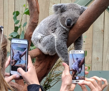Sydney: Wildlife, Waterfalls and Wine Small Group Tour