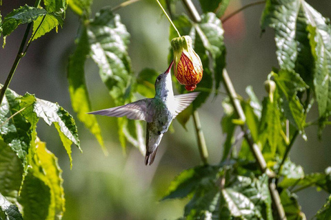 Manu: 7-Day Amazon Wildlife Tour with Jungle Lodges