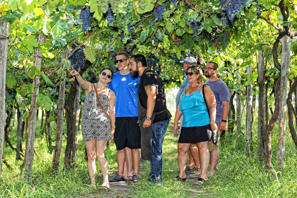 Vesuvio Degustazione Di Vino E Pranzo Da Pompei GetYourGuide