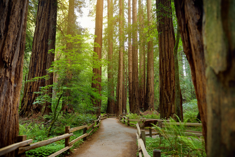 Muir Woods: tour guiado en autobús desde San Francisco