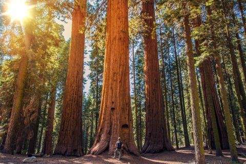 From San Francisco: Muir Woods Guided Bus Tour