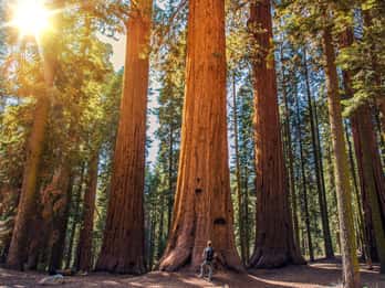 Från San Francisco: Guidad tur till Muir Woods