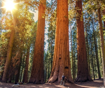 De São Francisco: Visita guiada a Muir Woods