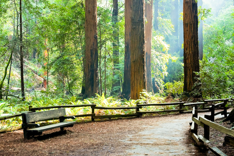 Muir Woods: tour guiado en autobús desde San Francisco