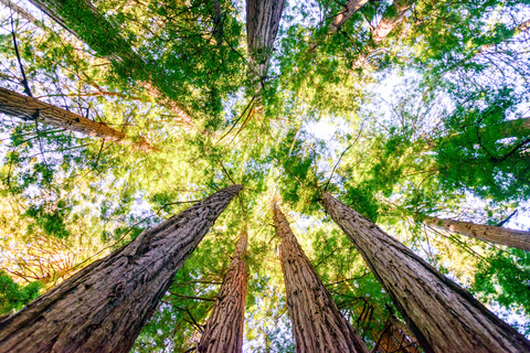 Z San Francisco: wycieczka autobusowa z przewodnikiem po Muir Woods