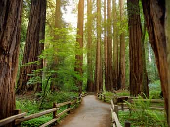 Muir Woods National Monument: Tour inklusive Eintritt Muir Woods National Monument: Tour inklusive Eintritt