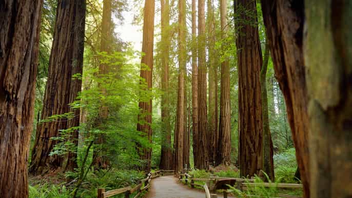 tour monumento nacional de muir woods con entrada incluida