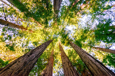 De São Francisco: Tour guiado em Muir Woods