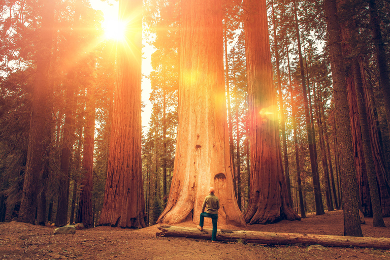 Da San Francisco: Notte ad Alcatraz, Muir Woods e Sausalito