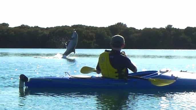 dolphin sanctuary and ships graveyard kayak tour
