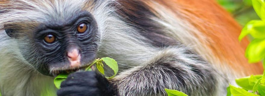 Zanzibar : forêt de Jozani, centre des papillons et visite de la plage de Mtende