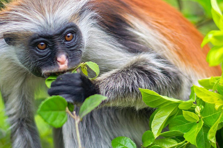 FROM NUNGWI/KENDWA:STONE TOWN, PRISON ISLAND & JOZANI FOREST Private tour include hotel pick up and drop off