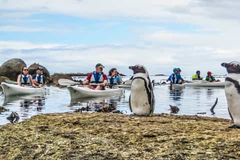 boulders beach penguin colony kayak trip