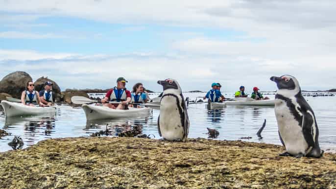 boulders beach pinguinkolonie kajaktour