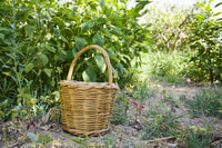 Naxos, Half-Day Cooking Class at Basiliko Family Tavern - Housity