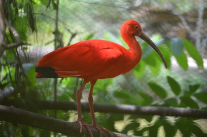 Port of Spain: Caroni Bird Sanctuary veneellä