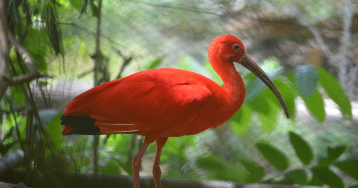 Port of Spain: Caroni Bird Sanctuary med båt | GetYourGuide