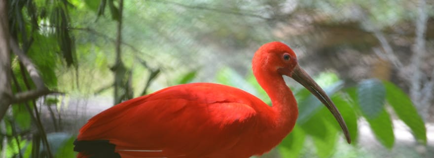 Port d'Espagne : Sanctuaire d'oiseaux de Caroni en bateau