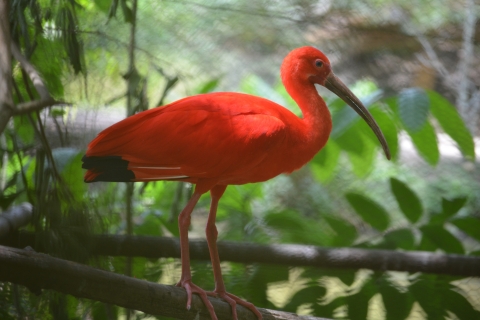 Port of Spain: Caroni Bird Sanctuary mit dem Boot