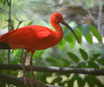 Port of Spain: Caroni Bird Sanctuary by Boat