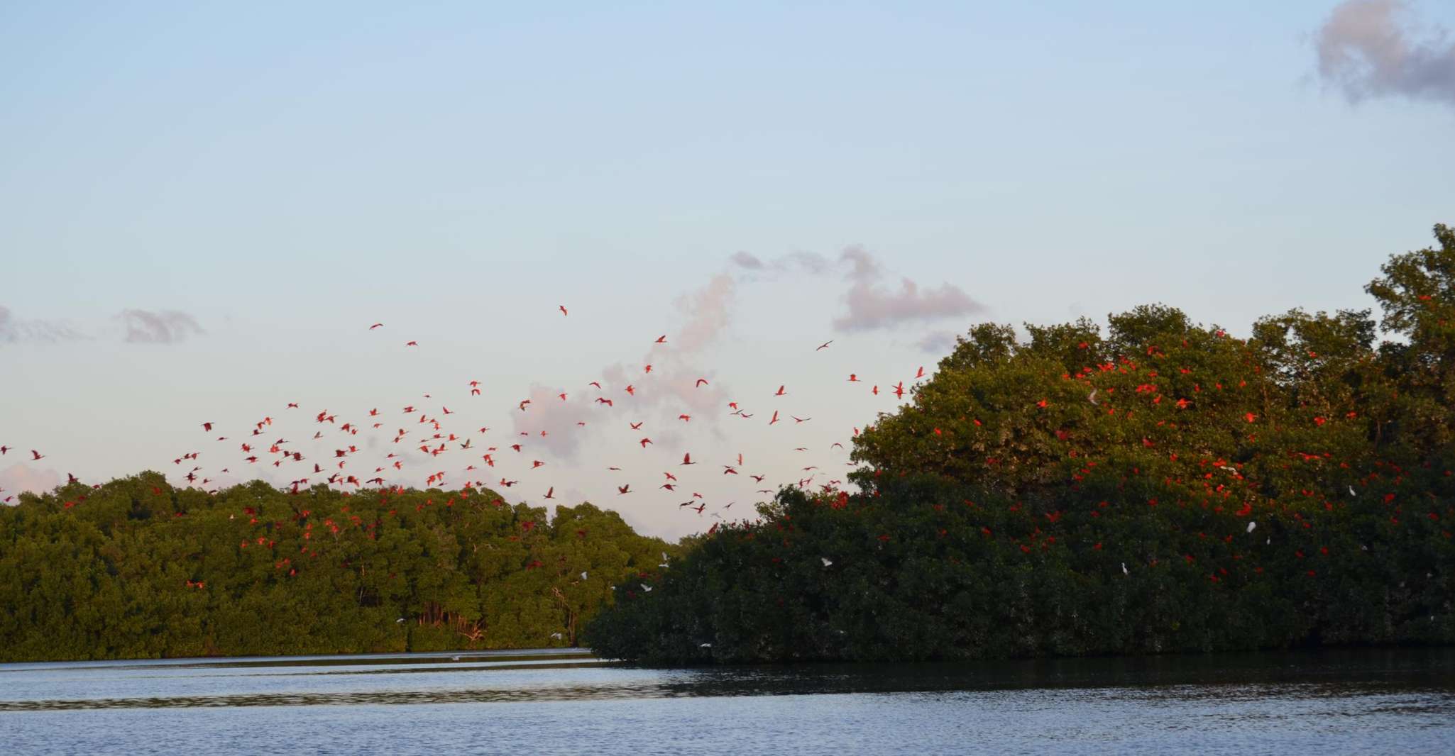 Port of Spain, Caroni Bird Sanctuary by Boat - Housity