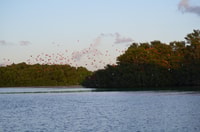 Port of Spagna, Caroni Bird Sanctuary in barca - Housity