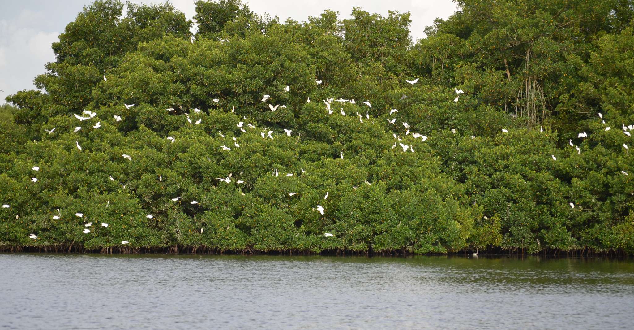 Port of Spain, Caroni Bird Sanctuary by Boat - Housity