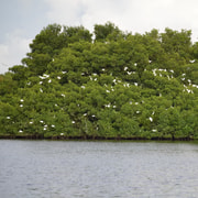 Cheap Port of Spain: Caroni Bird Sanctuary by Boat