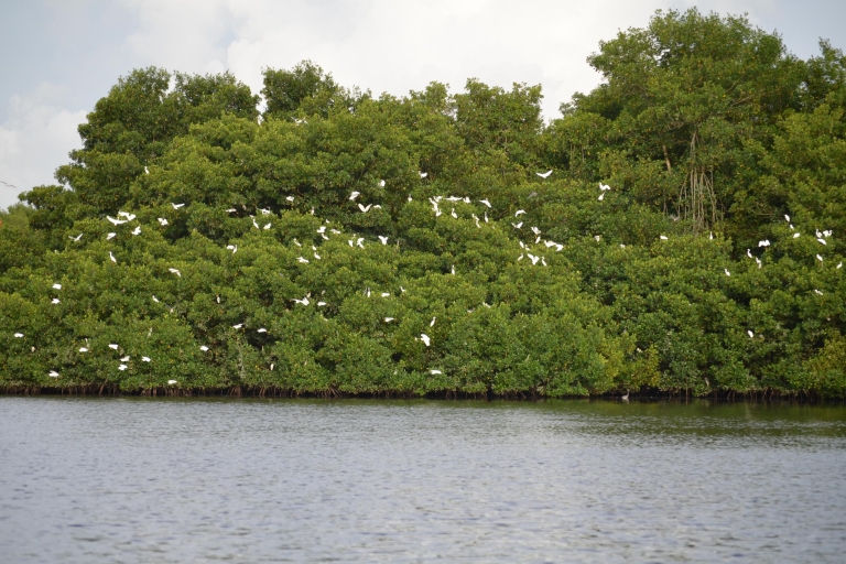 Port of Spain: Caroni Bird Sanctuary mit dem Boot