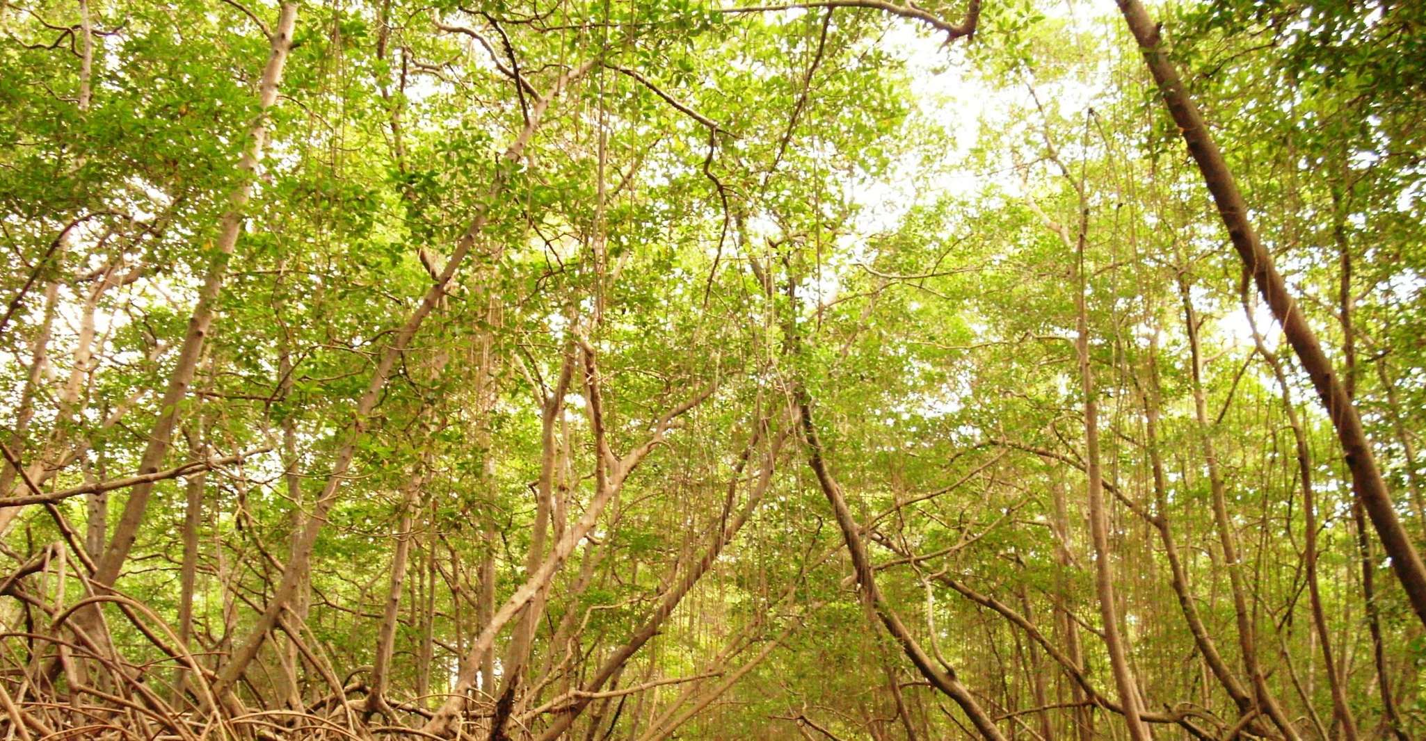 Port of Spain, Caroni Bird Sanctuary by Boat - Housity