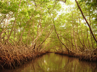 Port of Spagna, Caroni Bird Sanctuary in barca - Housity