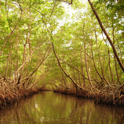 Port of Spain: Caroni Bird Sanctuary by Boat