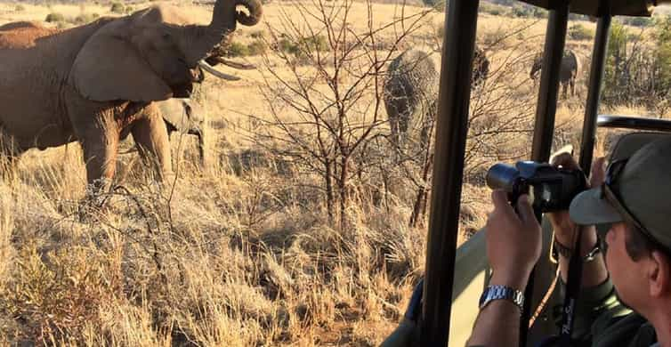 Pilanesberg Full-Day Shared Safari With Sun City Visit | GetYourGuide