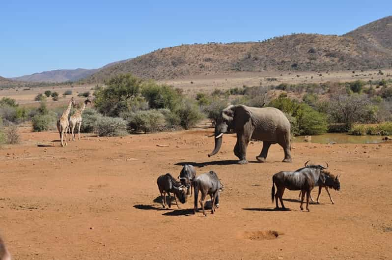 Pilanesberg Full-Day Shared Safari With Sun City Visit | GetYourGuide