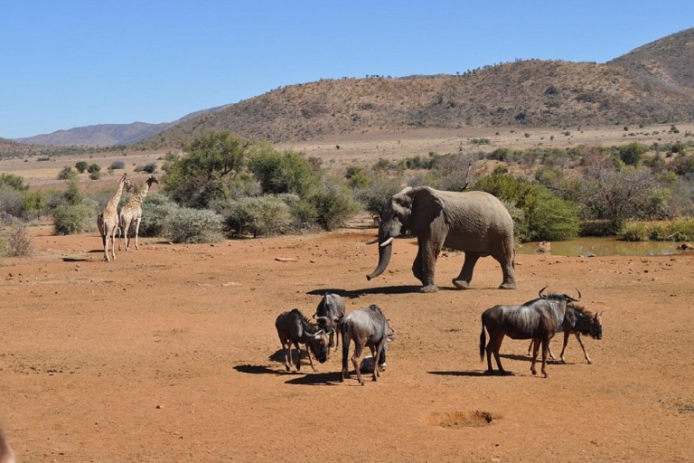 Safari partagé d'une journée à Pilanesberg avec visite de Sun City