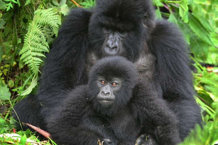 4-daagse Gorilla Trekking Tour-Rwanda