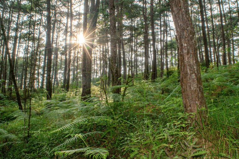 BAGUIO CITY DAY TOUR (FROM MANILA)BAGUIO CITY DAY TOUR 6-13 PAX