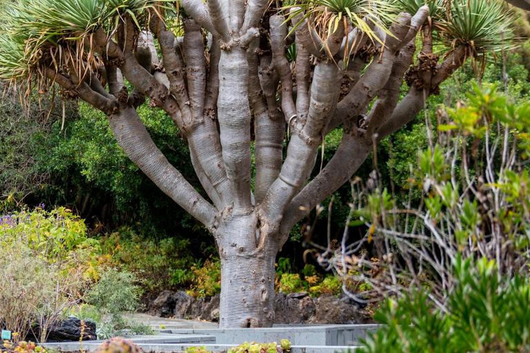 Visite du nord de la Grande Canarie et du jardin botanique