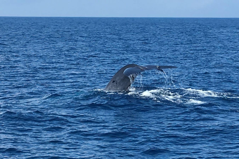 Mirissa: Whale & Dolphin Watching Cruise with Geeth’s Crew