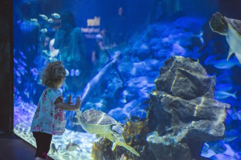 Sea Life Kelly Tarlton's Aquarium Algemene toegang