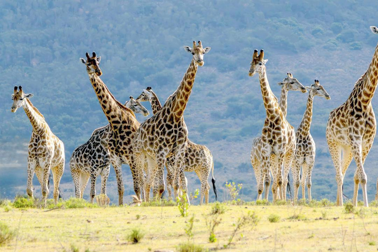 KwaZulu-Natal: Thanda Safari Private Game Reserve Tour
