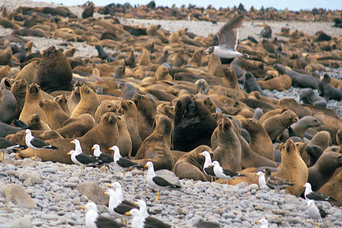 Lima: Ballestas Islands, Winery and Nazca Lines Private Tour