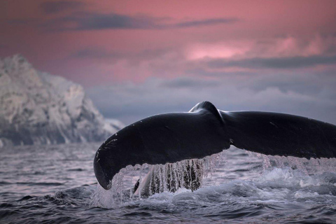 Safari de ballenas en Tromsø con el MS Gabriele