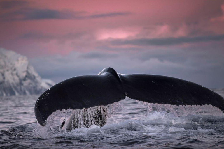 Safari de ballenas en Tromsø con el MS Gabriele