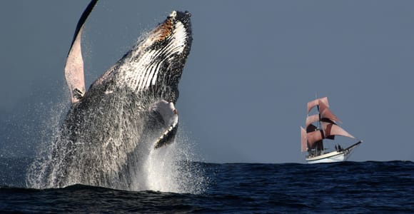 Sydney: Sydney Harbour Tall Ship Whale Watching & Sailing