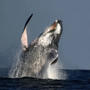 Sydney: Sydney Harbour Tall Ship Whale Watching & Sailing